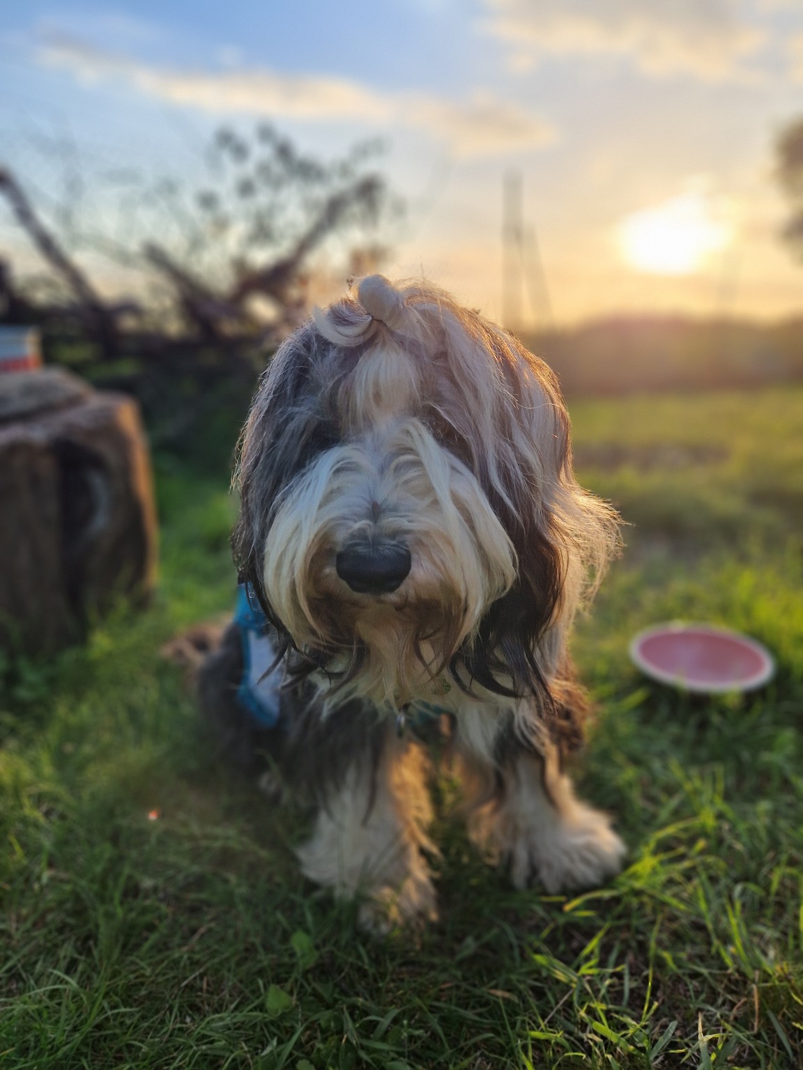 Therapiehund Rosalie